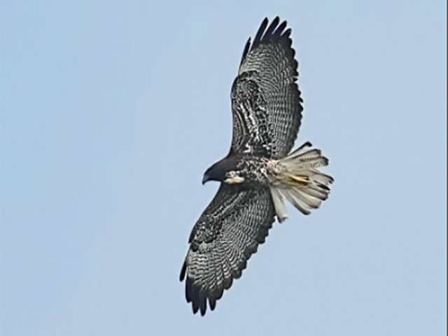 White-tailed Hawk by Alan Lenk